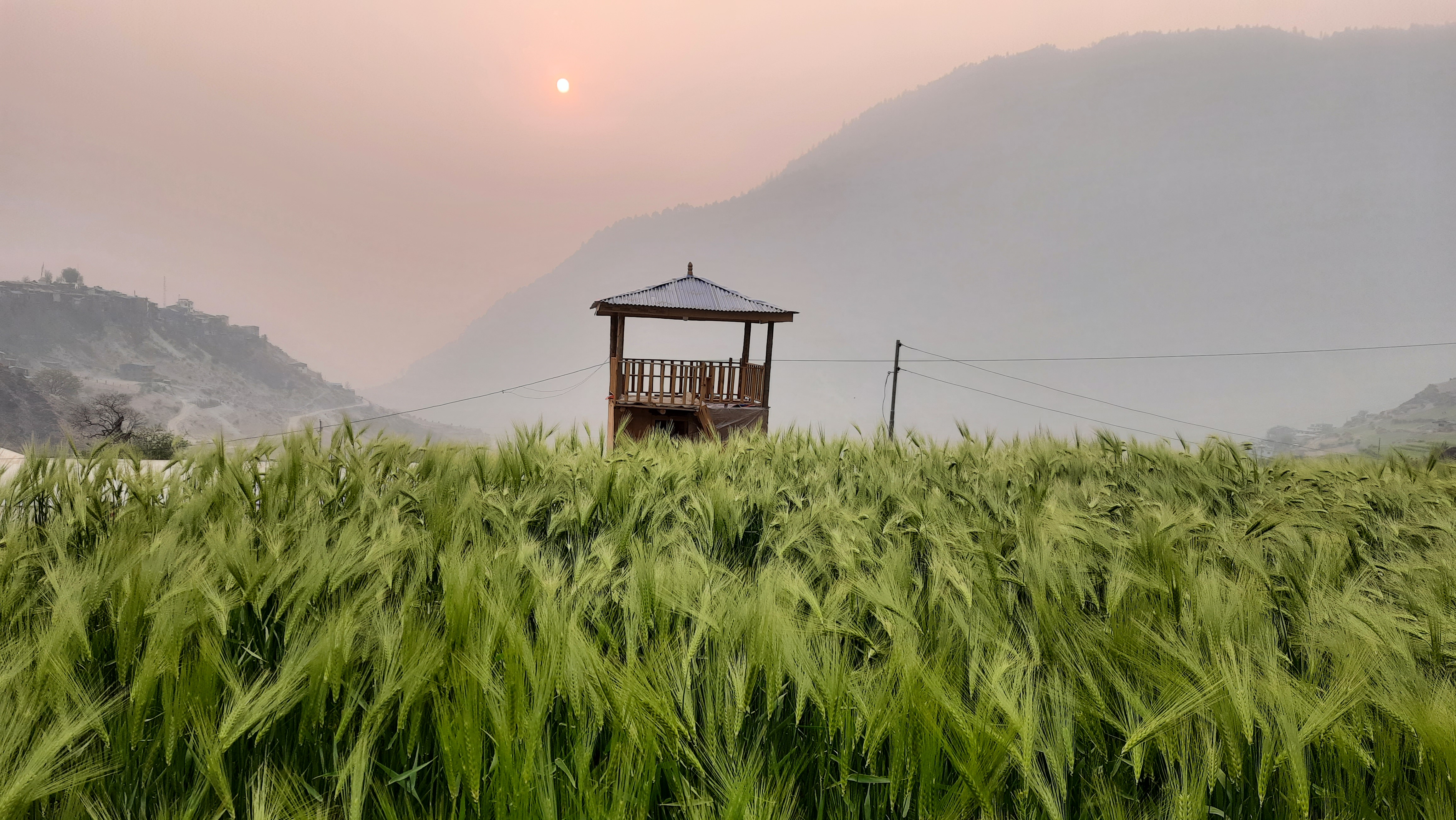 गहुँ बालीको तस्विर